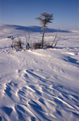 Small clumps of larch trees surviving on the frozen tundra near George River, Northern Quebec, Canada