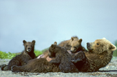 Mother brown bear, Ursus arctos, nursing triplet 4-month old cubs of the year, Coastal Alaska.