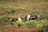 Rival adult caribou bulls, Rangifer tarandus, sparring during the autumn rut, Alaska, USA.