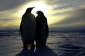 Emperor penguins, Aptenodytes forsteri, Atka Bay, 70 Degree South, Weddell Sea, Antarctica.