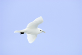 Ivory gull, Pagophila eburnea, Svalbard Archipelago, Arctic Norway