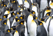 Moulting adult king penguins, Aptenodytes patagonicus, Salisbury Plains, South Georgia Island, southern Atlantic Ocean