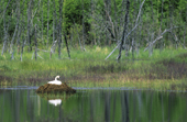 Incubating female trumpeter swan, Cygnus buccinator, south-central Alaska, U.S.A.