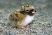 Newly hatched arctic tern chick (Sterna paradisaea) with the egg tooth still visible, Ellesmere Island, Canadian High Arctic