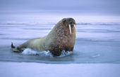 Atlantic walrus(es) (Odobenus rosmarus rosmarus) on the pack ice, Svalbard Archipelago, Arctic Norway