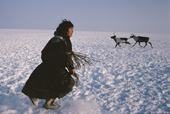A Nenets herder attempts to lasso one of his reindeer. Yamal, Siberia, Russia.