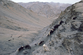 Yaks climb to summer pasture on the Nimaling Plateau. Ladakh. Northern India.