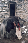Herder milks a Yak outside a stone shelter. Nimaling Plateau. Ladakh. India.