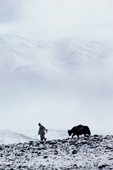 Yak herder leads a Yak among the Himalayan peaks. Nimaling Plateau. Ladakh. India.