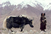 Yak herder leads a Yak among the Himalayan peaks.Nimaling Plateau. Ladakh. India.