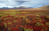 Tundra in Autumn colour. Northern Yukon. Canada