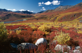 View of the Tombstone Valley in autumn colour. Yukon