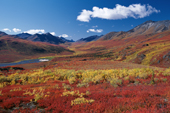The Tombstone Valley in autumn colour. Yukon. Canada