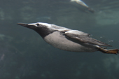 Common Murre or Guillemot swimming underwater, this bird is common in the North Atlantic and Pacific waters. C