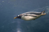 Gentoo Penguin swims by flying underwater, the fastest penguin underwater, they can go at 36kmph or 22 mph. Subantarctica. C