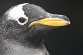 Gentoo penguin portrait clearly shows the white headbar and yellow beak. C