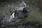 Pigeon Guillemot, Cepphus columba in breeding plumage, takes a wash. Native to the Pacific coast of the USA and Alaska. C.