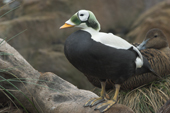 Spectacled Eider Duck, adult male, found mostly in northern Siberian and Alaska. C