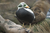 Spectacled Eider Duck, adult male, found mostly in northern Siberian and Alaska. C