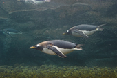 Gentoo penguin flies underwater. The fastest swimming penguin, reaching 36kmph (22.3mph) it lives in Antarctic and sub Antarctic waters. C