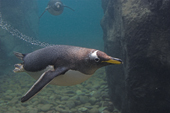 Gentoo penguin flies underwater. The fastest swimming penguin, reaching 36kmph (22.3mph) it lives in Antarctic and sub Antarctic waters. C