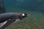 Portrait of Gentoo penguin as it flies underwater. The fastest swimming penguin, reaching 36kmph (22.3mph) it lives in Antarctic and sub Antarctic waters. C