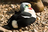 Male King Eider in his breeding plumage basks in the sun. Living Coasts.