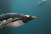 Portrait of Gentoo penguin as it flies underwater. The fastest swimming penguin, reaching 36kmph (22.3mph) it lives in Antarctic and sub Antarctic waters. Living Coasts