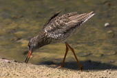 Redshank feeding at the water's edge. Living Coasts.