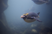 Macaroni Penguins swimming underwater at Living Coasts. UK.