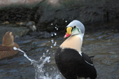 King Eider Male in his breeding plumage gives his courtship display. Living Coasts.