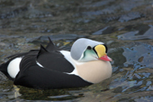King Eider Male in his colourful breeding plumage. Living Coasts.