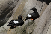 Pigeon Guillemots in summer plumage call to each other as they rest on a rock. Living Coasts.