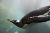 Gentoo penguin portrait as it dives underwater. These are the fastest swimming penguins. Living Coasts.