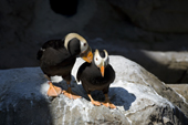 A pair of Tufted Puffins court in the sunshine, in their fine breeding plumage. Living Coasts.